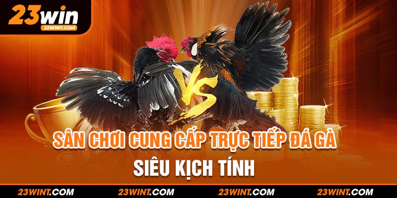 Sân chơi cung cấp trực tiếp đá gà siêu kịch tính